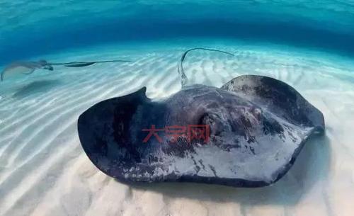 你知道吗?以下哪种动物生活在海里,还能被叫做鱼