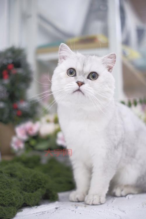 除了撸猫还能干啥?来猫咪书屋,体验不一样的吸猫方式!