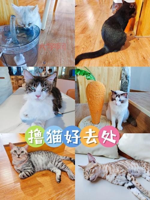 除了撸猫还能干啥?来猫咪书屋,体验不一样的吸猫方式!