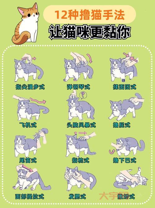 除了撸猫还能干啥?来猫咪书屋,体验不一样的吸猫方式!