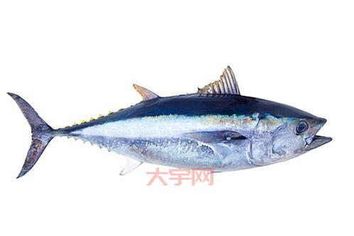别再傻傻分不清,热血鱼是鳕鱼还是金枪鱼一看便知!