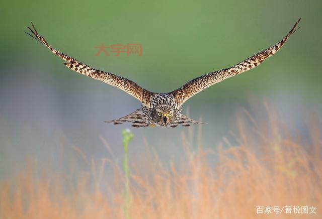 张晓琦的传奇人生,从平凡到不凡的蜕变之路