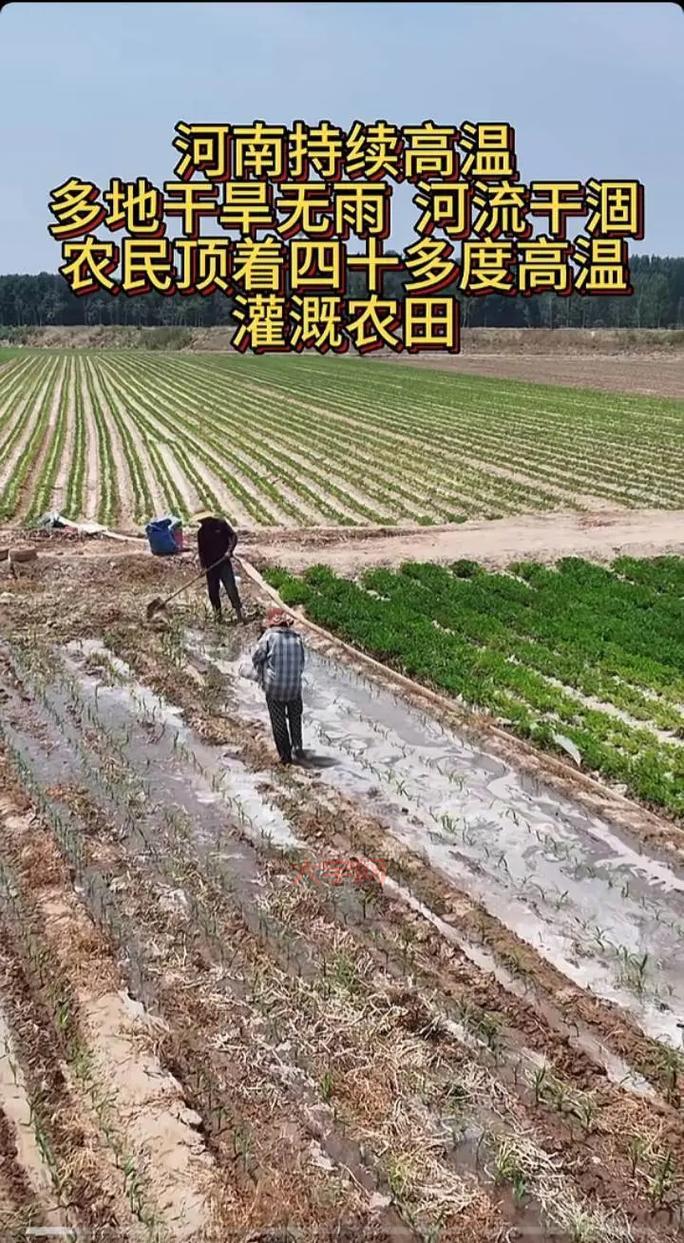 抗旱保苗关键期是什么时候?抓住时机灌溉是关键!