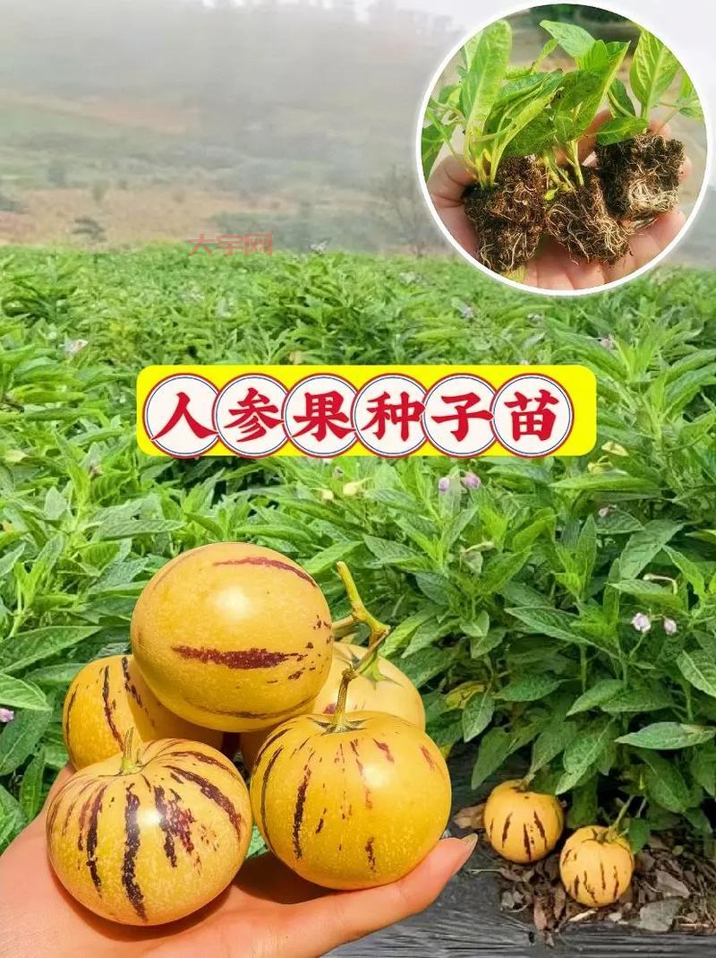 超级人参果属性详解,看完这篇你就全明白了!