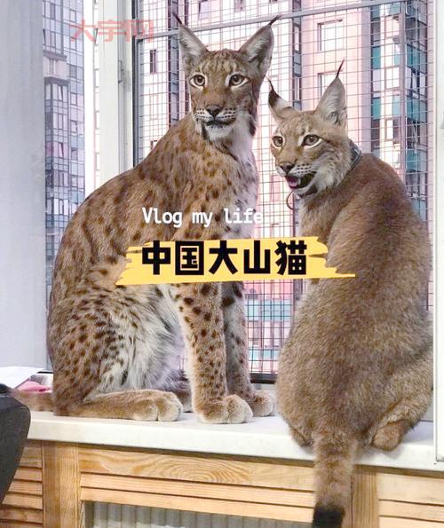 大山猫蛋疼五侠啥意思?这篇文章给你讲清楚!