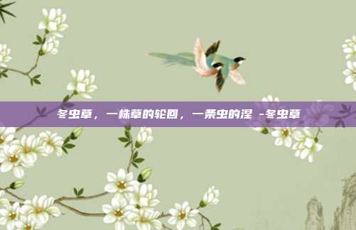 冬虫草，一株草的轮回，一条虫的涅槃-冬虫草