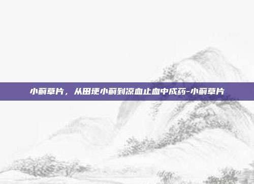 小蓟草片,从田埂小蓟到凉血止血中成药-小蓟草片