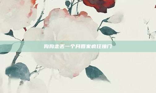 狗狗走丢一个月回家疯狂撞门