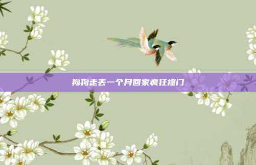 狗狗走丢一个月回家疯狂撞门