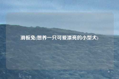 滑板兔(想养一只可爱漂亮的小型犬)