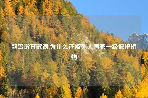 飘雪谐音歌词,为什么还被列入国家一级保护植物