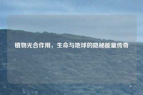 植物光合作用,生命与地球的隐秘能量传奇