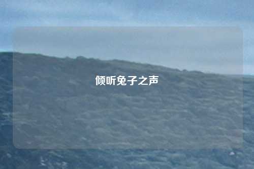 倾听兔子之声