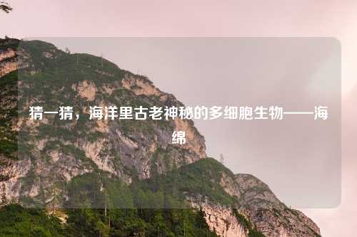 猜一猜,海洋里古老神秘的多细胞生物——海绵