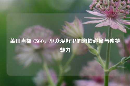 莆田直播 CSGO,小众爱好里的激情碰撞与独特魅力