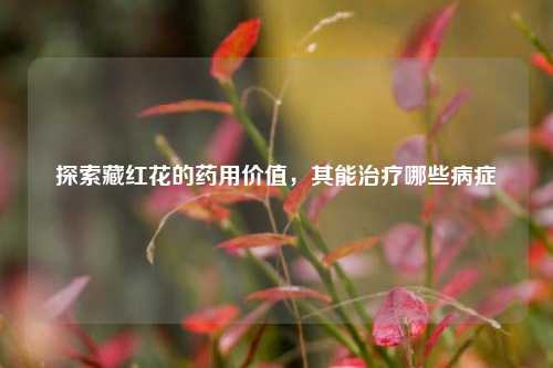 探索藏红花的药用价值,其能治疗哪些病症
