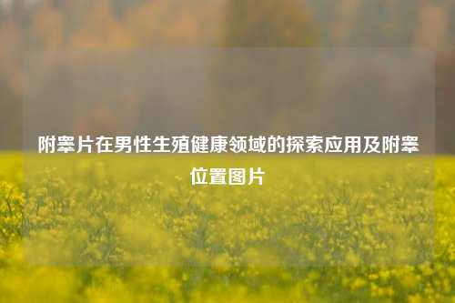 附睾片在男性生殖健康领域的探索应用及附睾位置图片