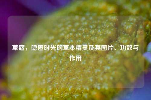 草蔻,隐匿时光的草本精灵及其图片、功效与作用
