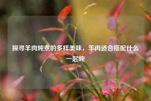 探寻羊肉炖煮的多样美味,羊肉适合搭配什么一起炖